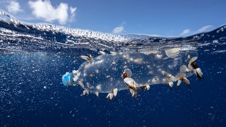 Una botella de plÃ¡stico flota en el gran parche de basura del PacÃ­fico. En ella vivÃ­an briozoos, nudibranquios, cangrejos y percebes. (Â© Justin Hofman / Greenpeace)