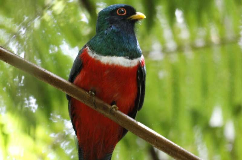 Las aves andinas que dependen de insectos y frutas son las más afectadas por la pérdida de hábitat, según una revisión exhaustiva de 816 especies (Conservation Biology)