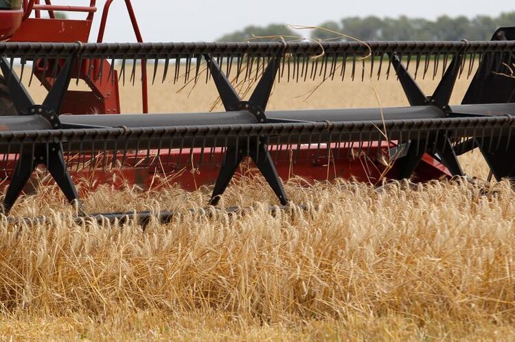 El 47% de los productores de trigo calcularon que los márgenes llegarán a cubrir los costos (Enrique Marcarián)