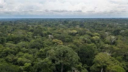 Una nueva propuesta del Minam coloca en riesgo a la Amazonía. Foto: Forests News - CIFOR