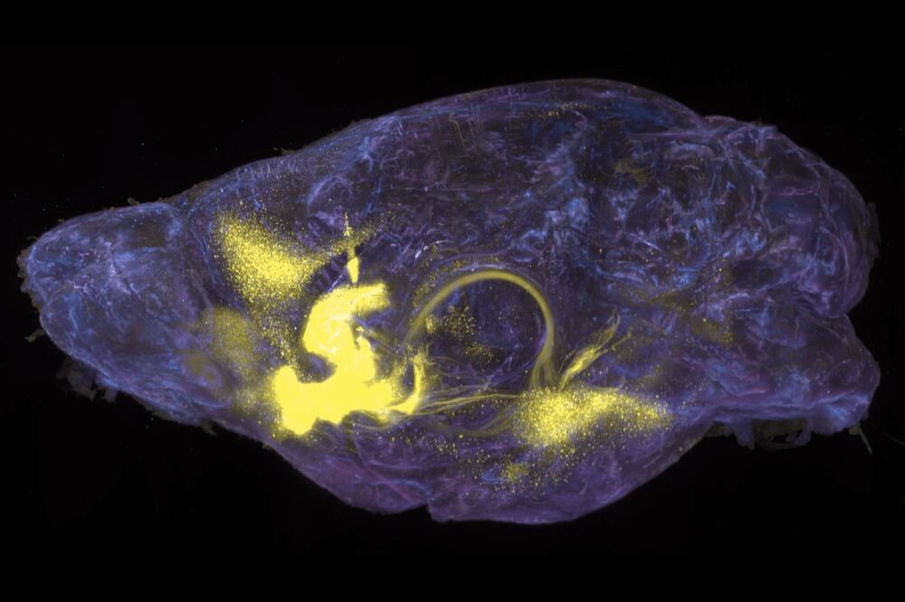 Mapa cerebral de las neuronas activadas por drogas que se proyectan al núcleo accumbens del ratón