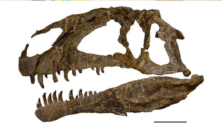 Resultado de imagen para Descubren en Chubut uno de los dinosaurios carnívoros más antiguos del Jurásico