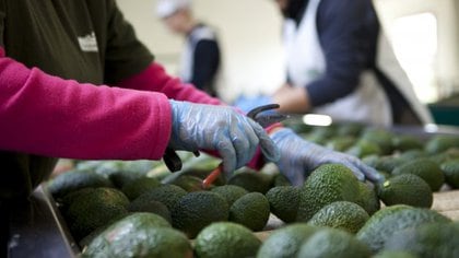 El consumo de aguacate ayuda a reducir el colesterol, y aporta numerosas vitaminas y minerales (Foto: Aguacate Hass. / EFE)