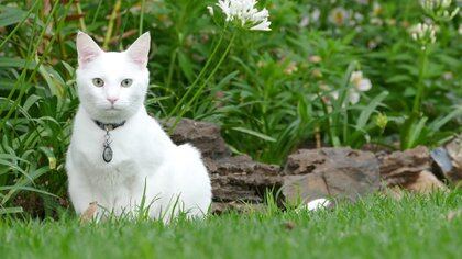En Inglaterra, los gatos blancos son yeta y los negros buena suerte (Shutterstock)