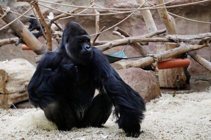 Los gorilas comparten el 98% de su ADN con los humanos, por lo que son especialmente susceptibles al COVID-19 (REUTERS/David W Cerny)