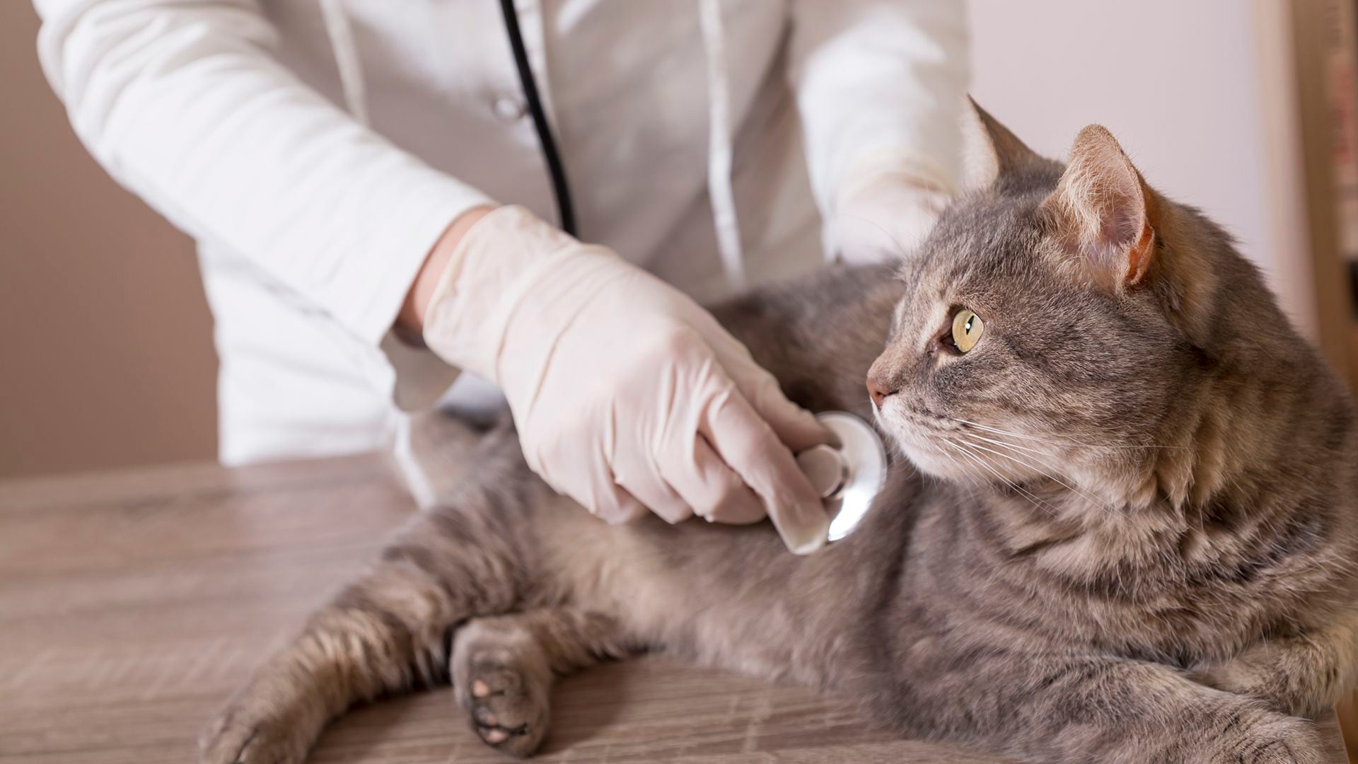 Resulta esencial consultar a un veterinario ante cualquier síntoma (Getty)
