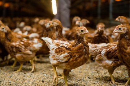 Los animales disponen de una mayor espacio y que incluyen elementos como arena, nidos, comederos y bebederos que brindan a las gallinas un entorno más amigable (Gallina Feliz Argentina)