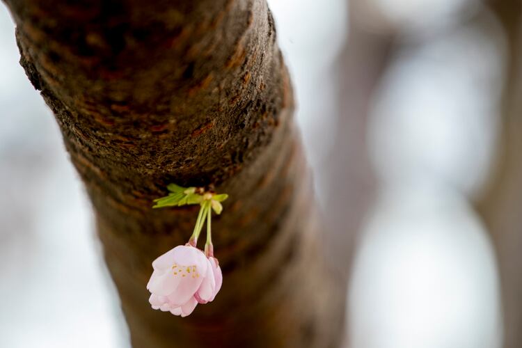 Una flor de cerezo. (AP Photo/Andrew Harnik)
