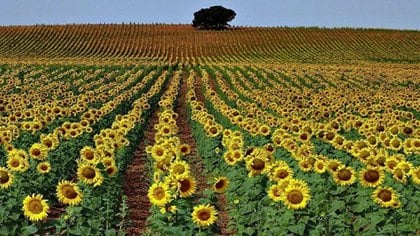 Hasta el momento se ha cosechado el 12,5% del área sembrada con girasol, según el informe de la Bolsa de cereales porteña. 