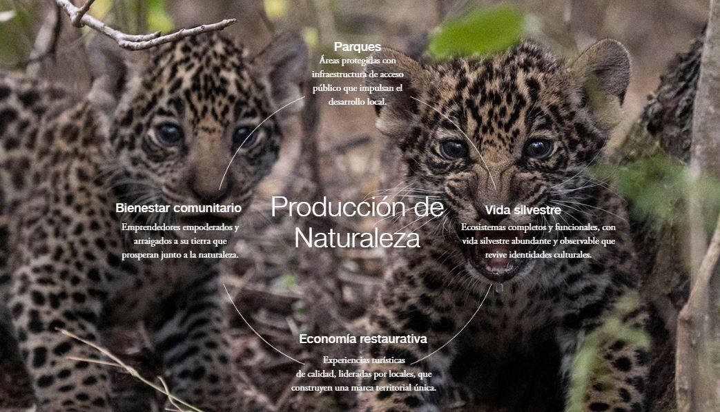 Un ecosistema de trabajo en conjunto -Fundación Rewilding Argentina
