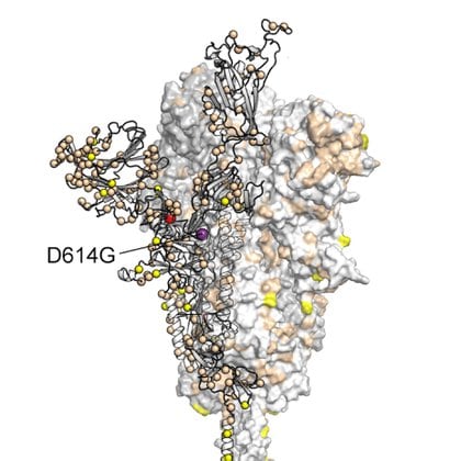 La mayoría de las cepas de coronavirus que circularon en Houston en el verano de 2020 tenían la mutación D614G en la proteína de pico (Universidad de Texas en Austin)