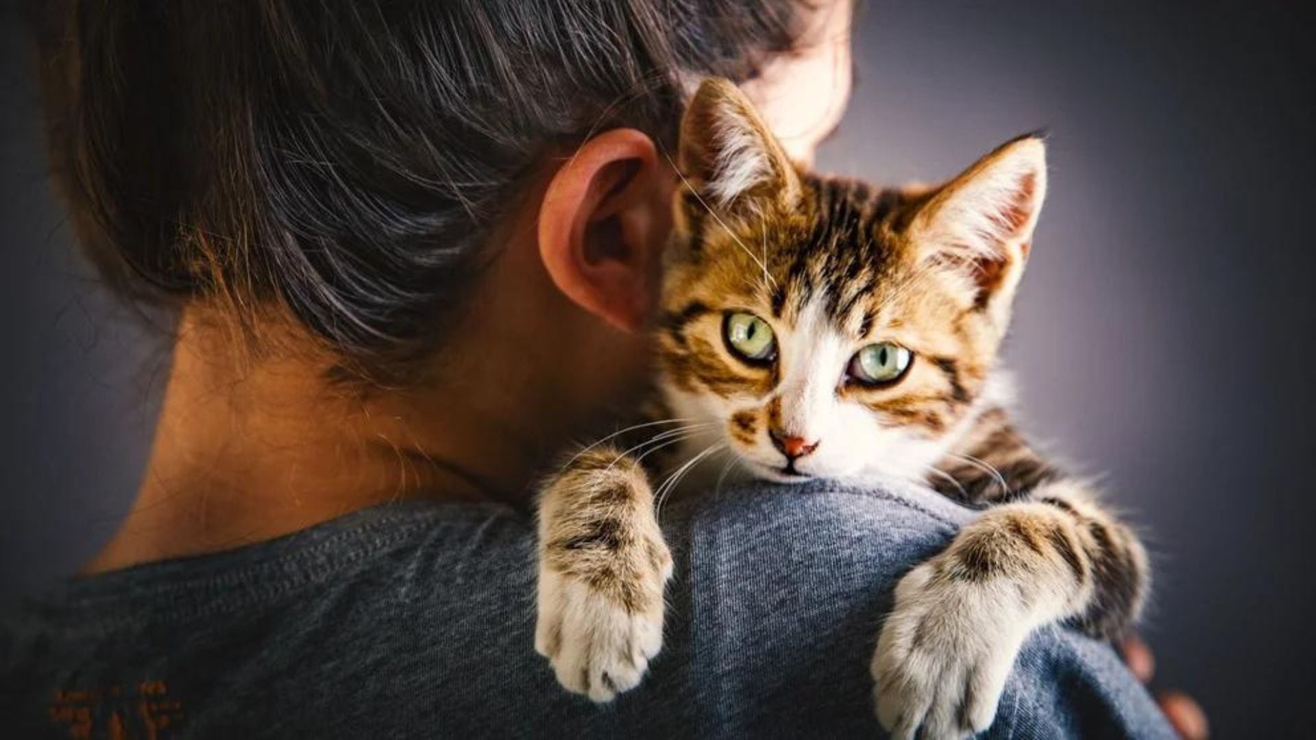 Las tres razones por las que los gatos sienten celos (Getty Images)