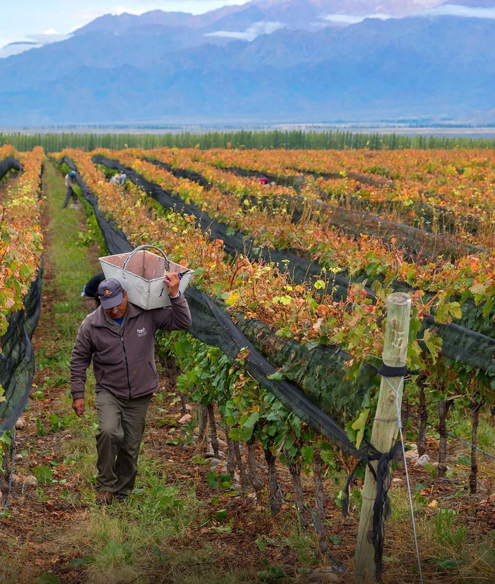 Las prestigiosas bodegas Salentein en el Valle Uco también fueron premiadas con un lugar en el top 10 (Bodegas Salentein)