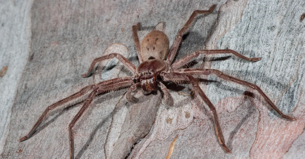 The world’s largest spider found in England for the first time