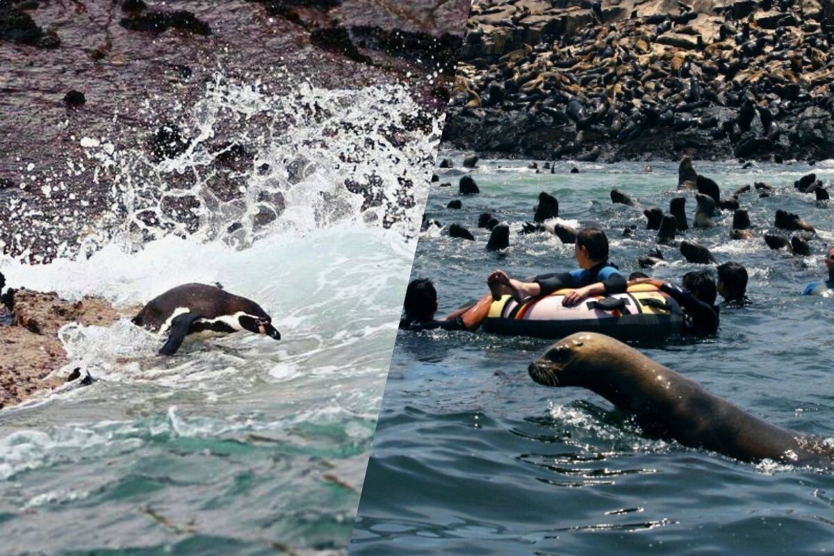 Islotes Palomino – Reserva Nacional Sistema de Islas, Islotes y Puntas Guaneras en el Callao. (Foto: Captura)