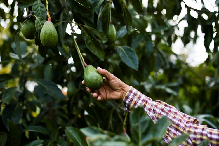 Los aguacates se recogen del árbol en Guanajuanto, México, el 22 de agosto de 2019. Científicos en los EEUU Y México han mapeado el ADN de varias variedades, lo que podría dar como resultado frutas que resisten enfermedades o sobreviven en condiciones más secas. (Celia Talbot Tobin/The New York Times)