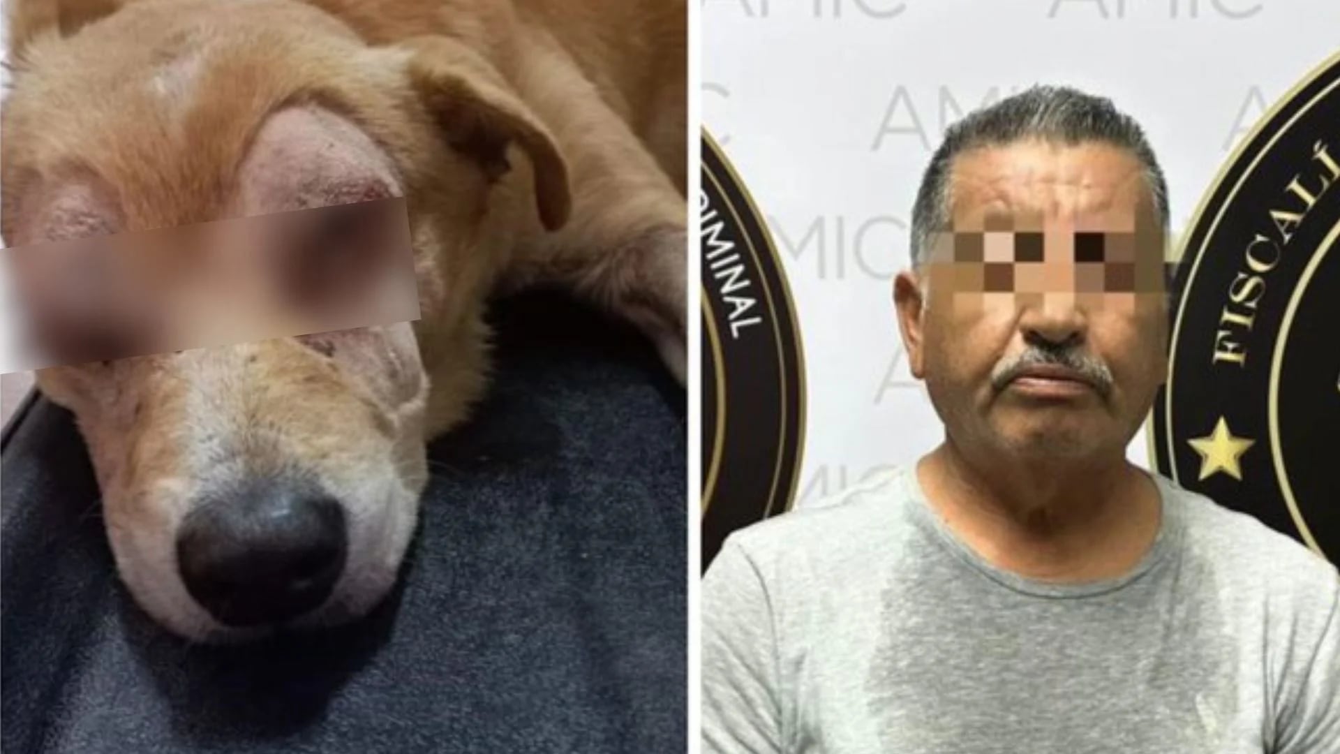 Fiscalía de Sonora detuvo a sujeto señalado de apuñalar en los ojos al perrito “Rirry”