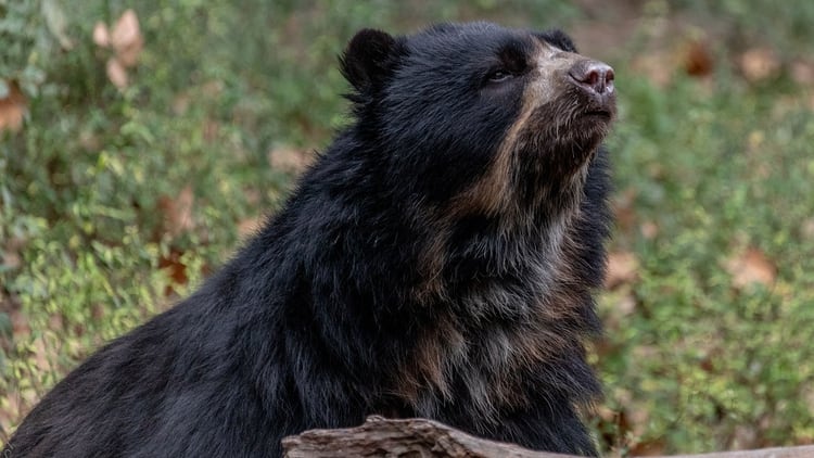 Dos de los osos de anteojos habían nacido en Alemania y el tercero, en Argentina (foto prensa GCBA)