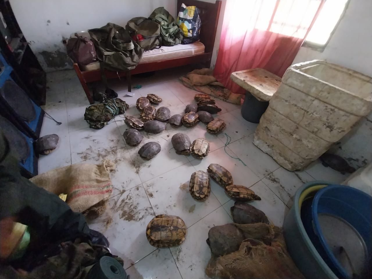 Autoridades ambientales recuperaron 800 tortugas en operativo contra el tráfico ilegal de fauna - crédito Ministerio de Ambiente