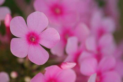 El nombre proviene del musgo rosa, conocido también como flox de tierra silvestre, que en el este de los Estados Unidos es una de las primeras flores que germinan en primavera (Foto: Especial)