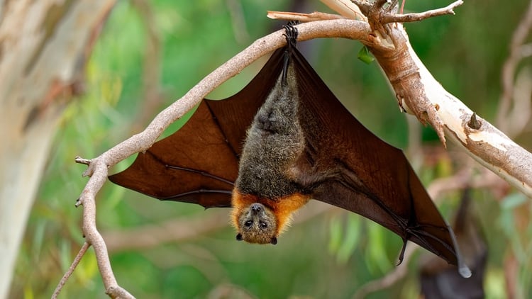 El murciélago frugívoro de la familia Pteropodidae, huésped natural del virus, no se ve afectado por la enfermedad (Shutterstock)
