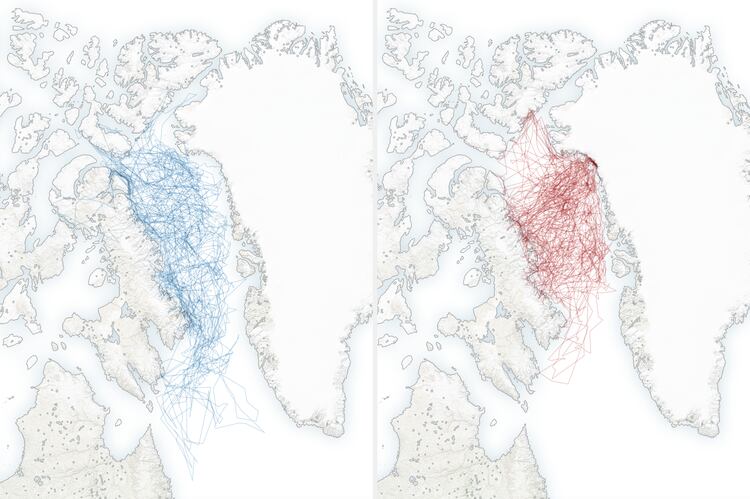 Los movimientos de los osos polares durante 1990 (azul) y en 2020 (rojo) (Shutterstock)