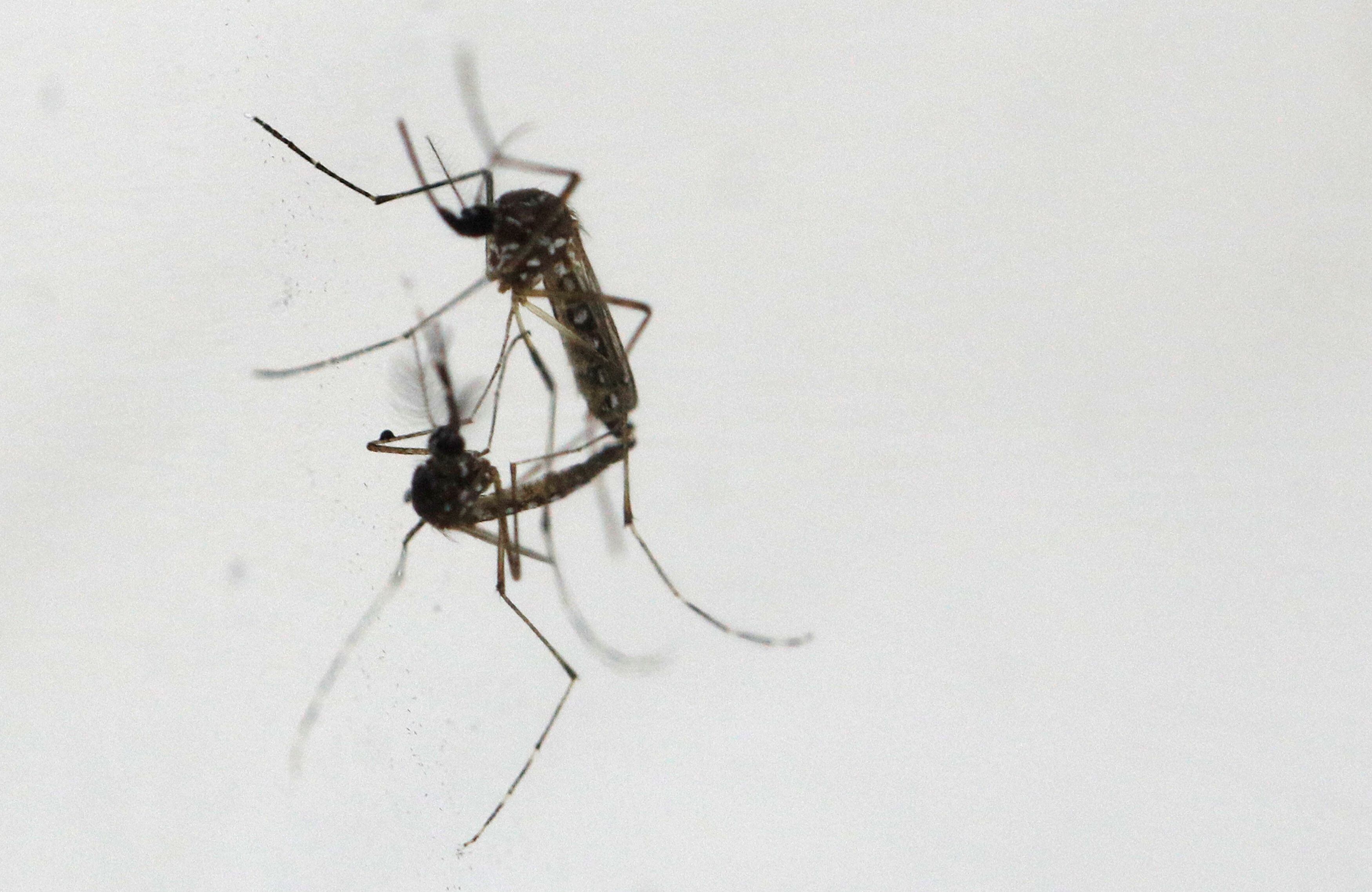 El dengue es la arbovirosis que registra el mayor número de casos en la Región de las Américas, y las epidemias se producen de forma cíclica cada tres a cinco años, asegura la OMS
REUTERS/Edgar Su/File Photo