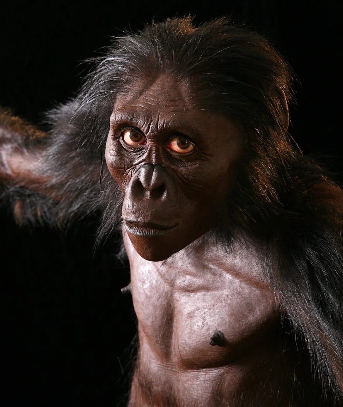 Reconstrucción del primate que los antropólogos llamaron Graecopithecus freybergi