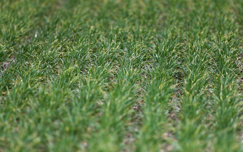 Campos de trigo cerca de Azul, en la provincia de Buenos Aires, Argentina,. Foto de archivo Sep 30 2019. REUTERS/Agustín Marcarian