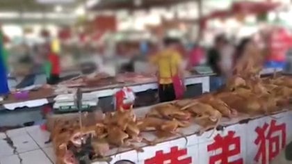 Feria de la carne de perro en Yulin, China (Reuters)