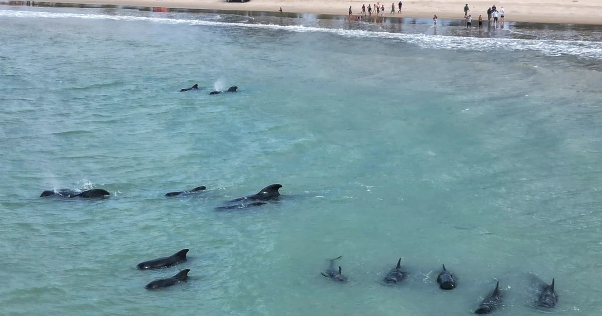At least 20 pilot whales stranded close to a seaside in northeast Brazil