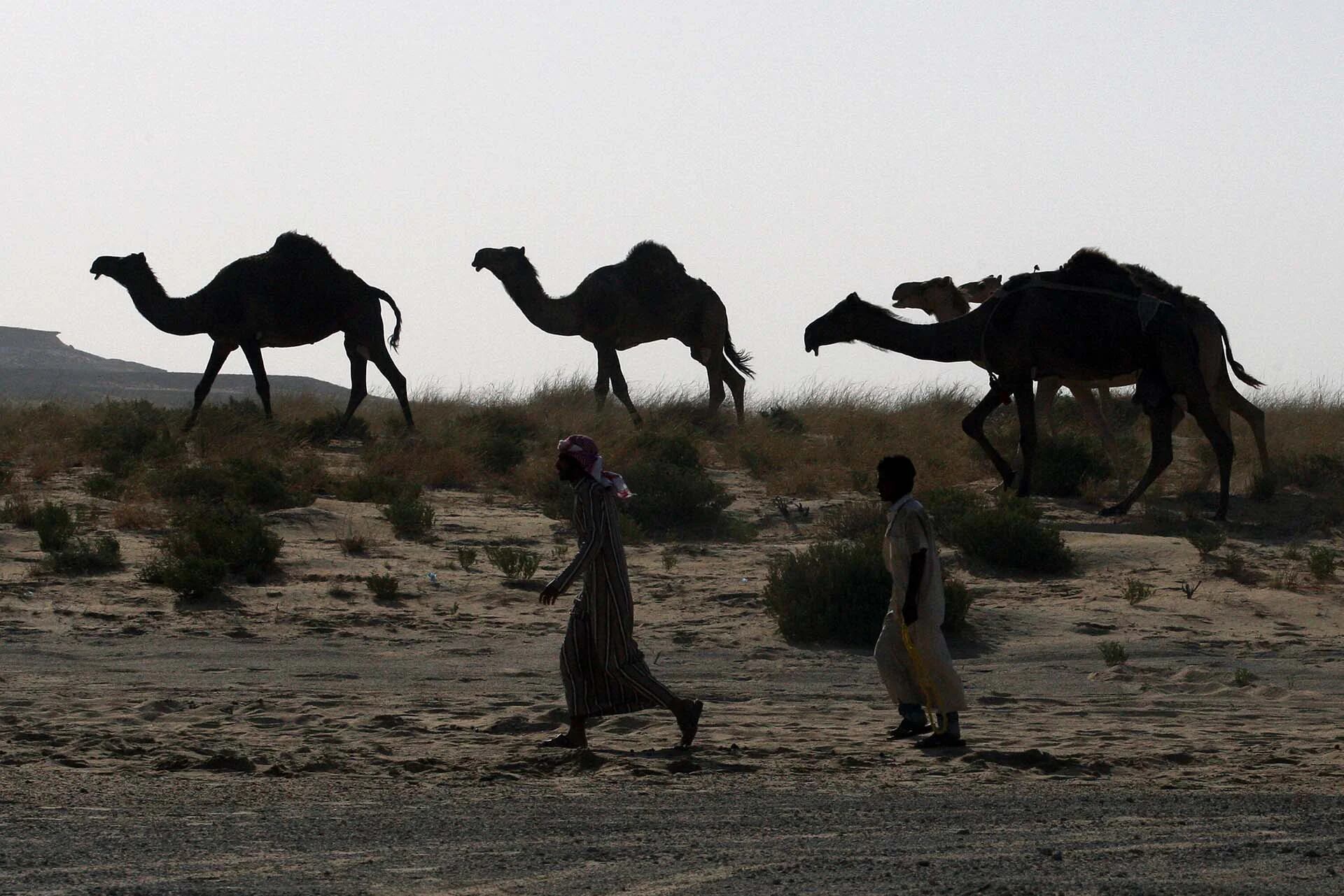 Camellos atraviesan los remotos desiertos de la frontera entre Arabia Saudita y Qatar