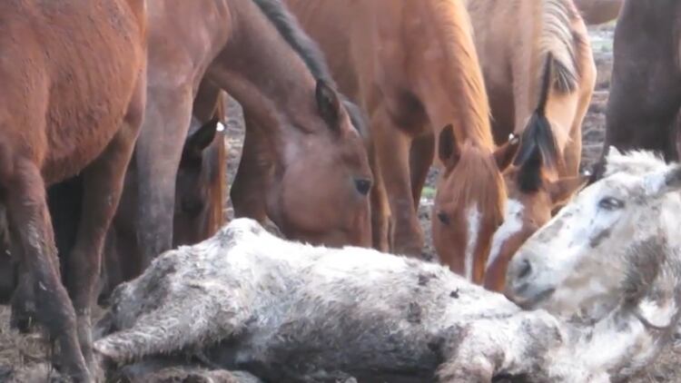 Captura: el infierno de los caballos en mataderos de Argentina y Uruguay. (Gentileza: Fundación Franz Weber)