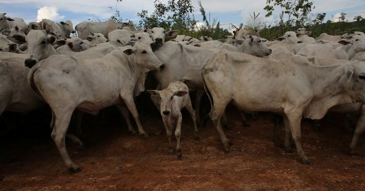 Brazil has confirmed a case of mad cow disease and closed its meat exports to China