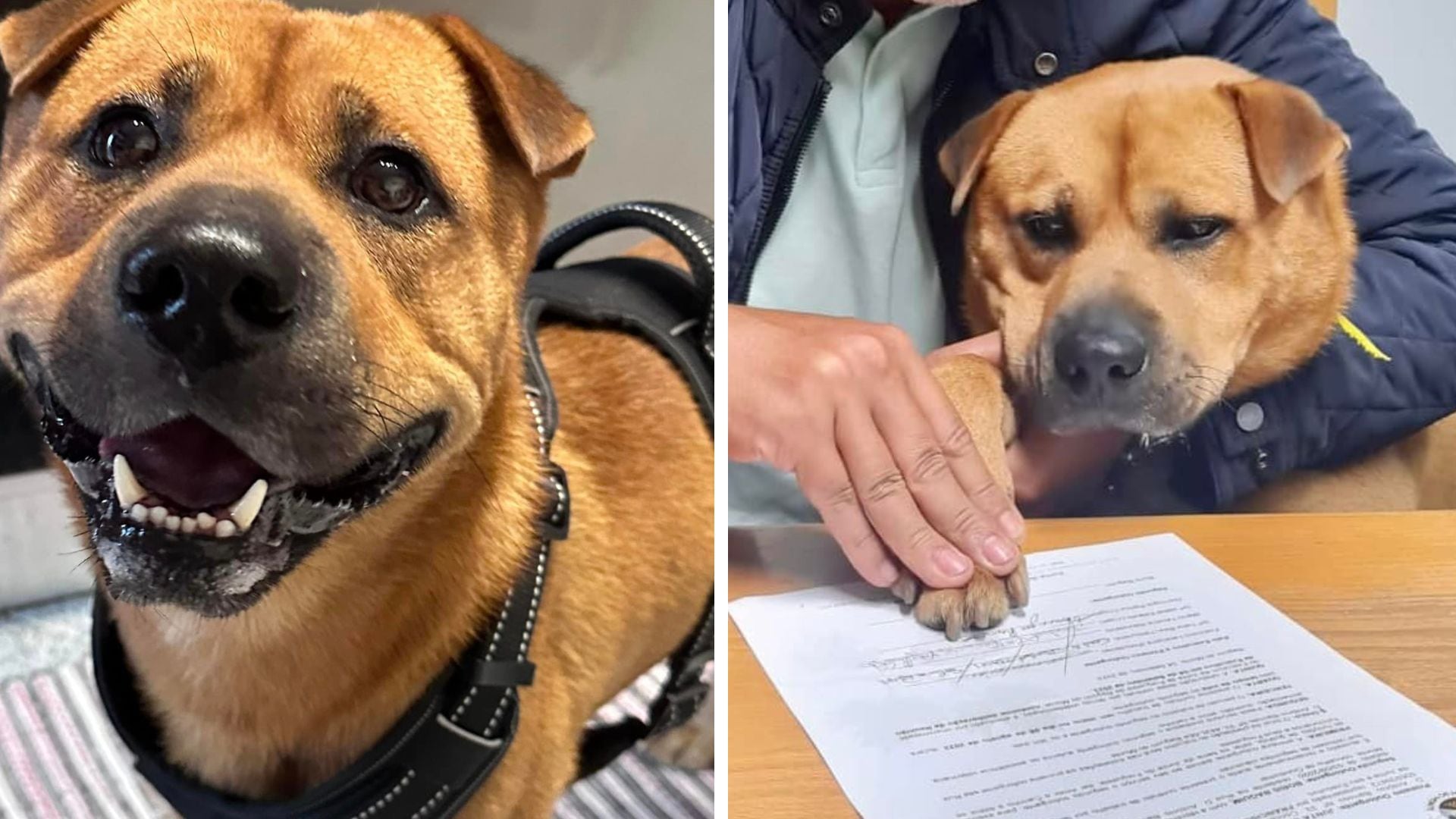 Colaboradores vão aproveitar a companhia do pet diário (EFE)