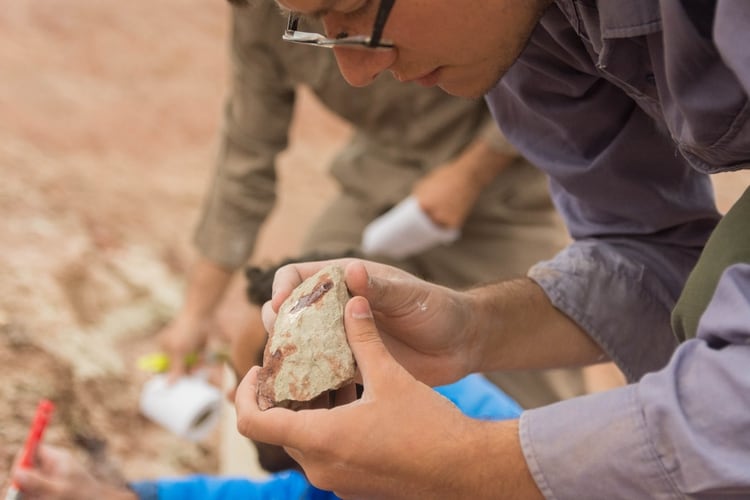 Los fósiles fueron extraídos en campo junto con la roca que lo rodea para su preparación en detalle en laboratorio (Julia S. D`Angelo)