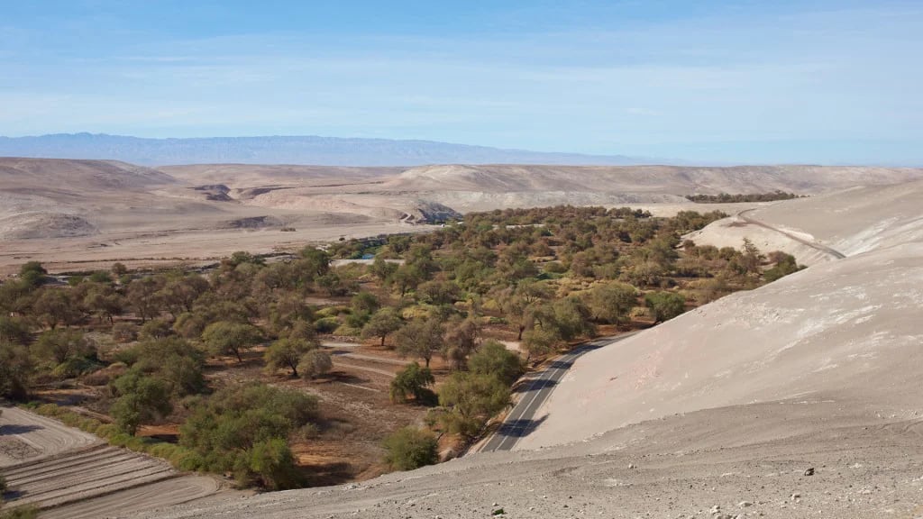 Quillagua se encuentra dentro del desierto de Atacama, a 1.600 km de Santiago (Shutterstock)