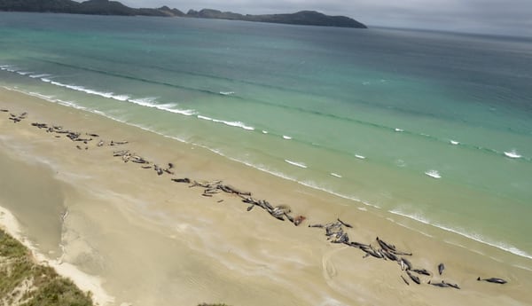 Una imagen aÃ©rea de las ballenas muertas en la playa (Departamento de ConservaciÃ³n de Nueva Zelanda via Reuters)