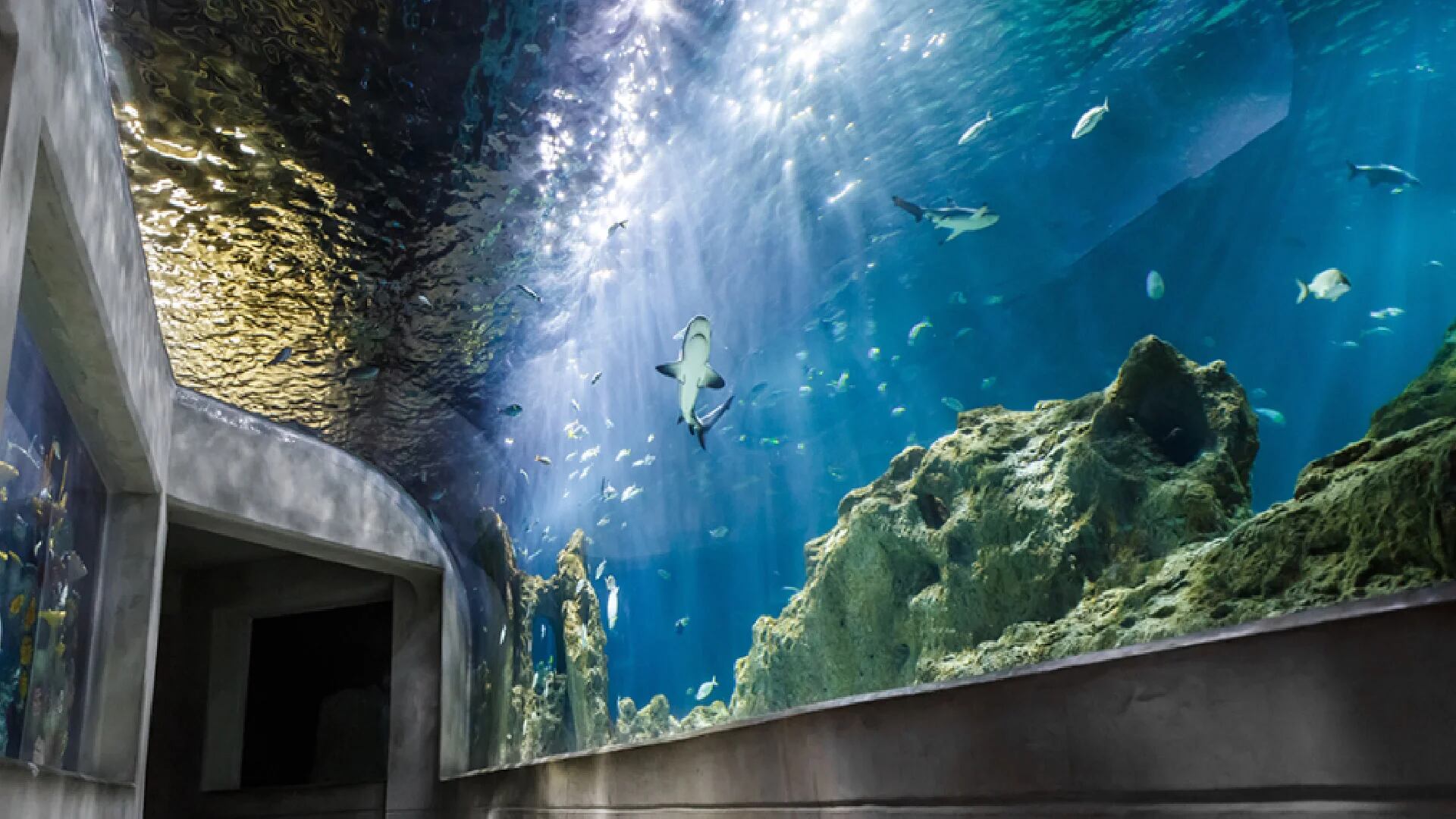 ¿Estás listo para visitar el acuario Tepeyac? Estos son los horarios y costos para entrar 