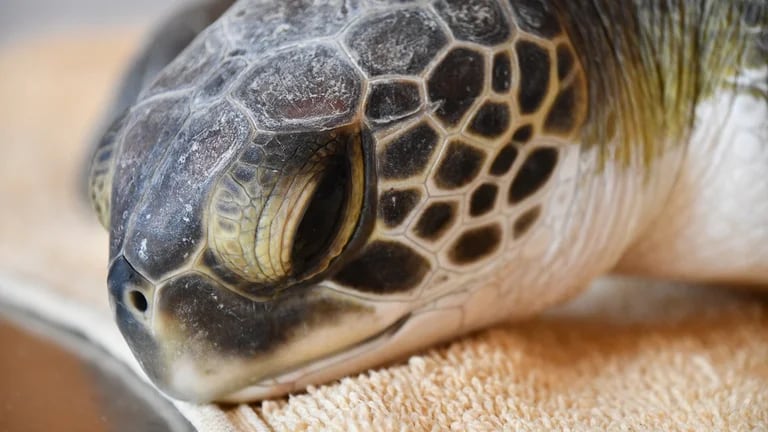 San Clemente del Tuyú: Rescatan a una tortuga verde que defecó más de 10 tipos de plásticos diferentes.