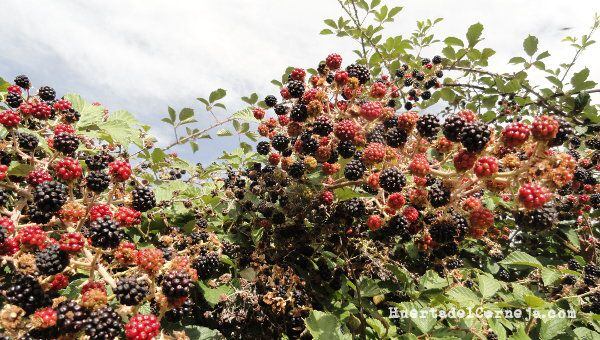 En las tierras biodiversas del Perú crece una fruta con beneficios que parecen sacados de un cuento de hadas, prometiendo una revolución en la salud global.Foto: Huertos