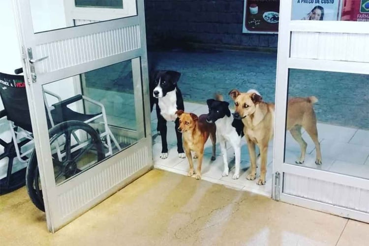 Cuatro perros esperan ansiosos a que su dueÃ±o sea atendido en urgencias (Foto: @CrisMamprim)