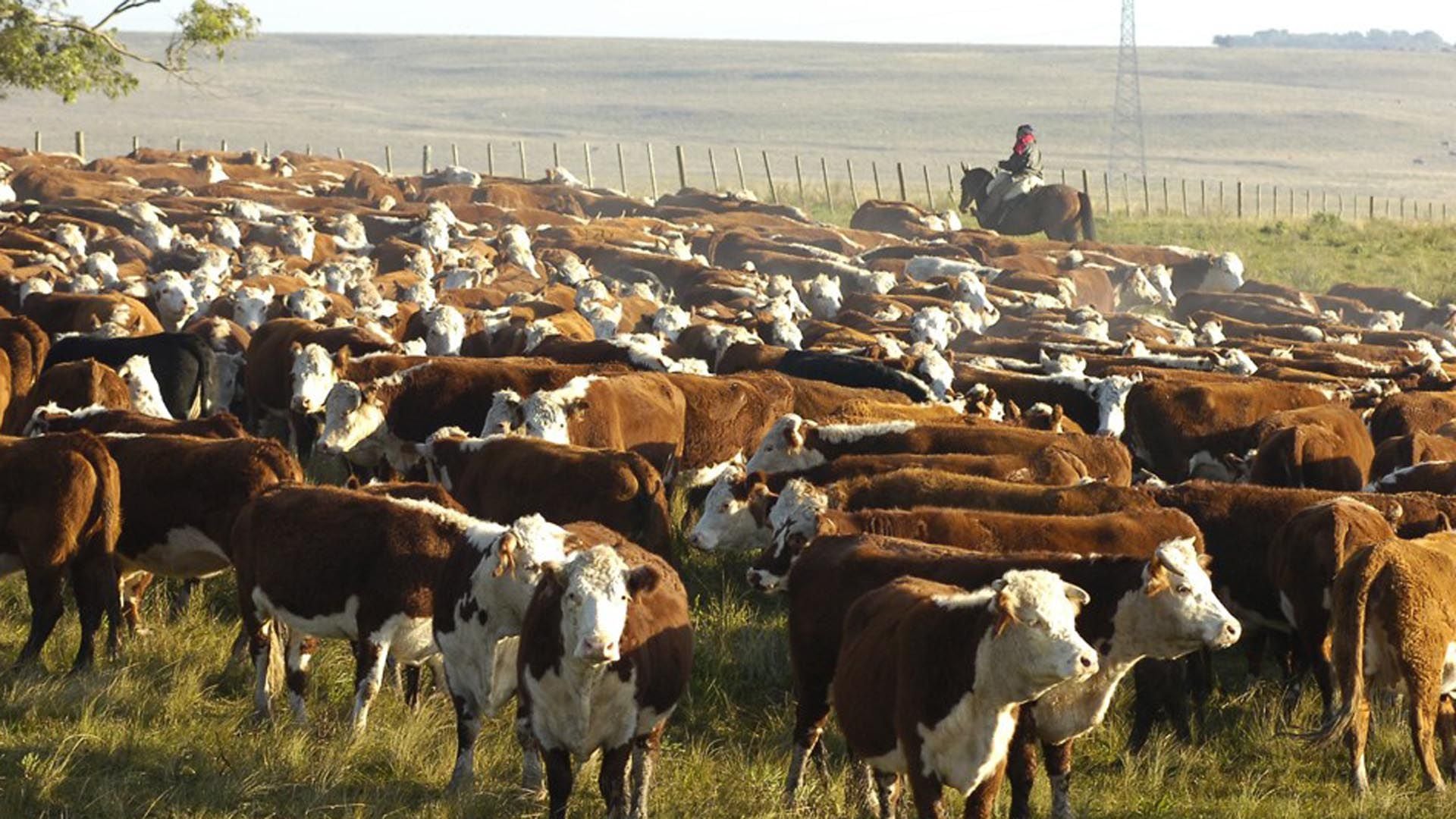 Julián Domínguez dijo que “la ganadería extensiva en la Argentina es altamente segura en términos sanitarios, eficiente en materia ambiental y de bienestar animal”. 