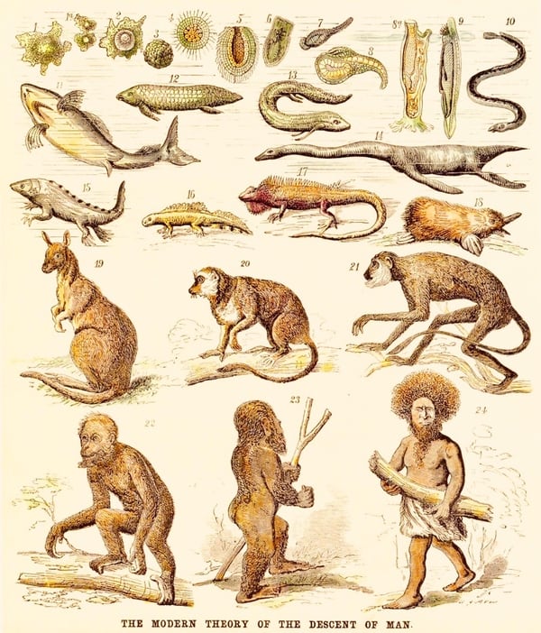 Resultado de imagen de La evolución de Darwin