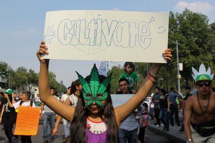 La antepropuesta aumenta los gramos que se pueden poseer por persona y la cantidad de plantas en un solo domicilio (Foto: Galo Cañas/ Cuartoscuro)