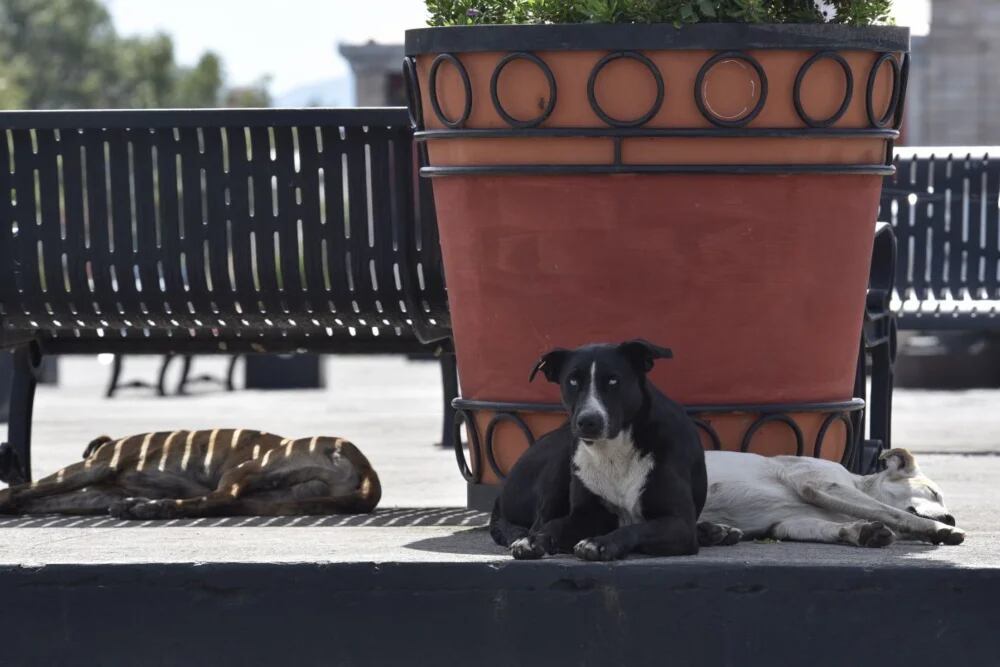 Ante las altas temperaturas los rincones con sombra se vuelven los espacios favoritos de perros y gatos (Foto: Cuartoscuro)