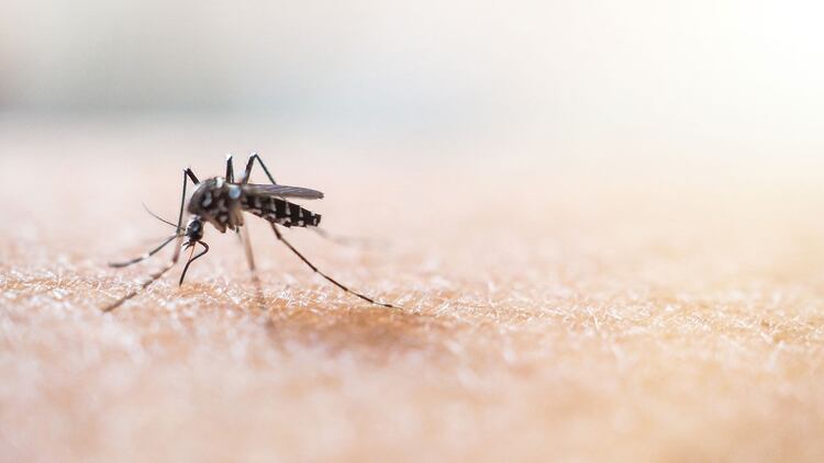 “Hace 5 años no teníamos en nuestro continente zika y chikungunya, que son patógenos que vinieron de África. Con más razón tenemos que vigilar los arbovirus que tenemos dentro de nuestra región” (Shutterstock)