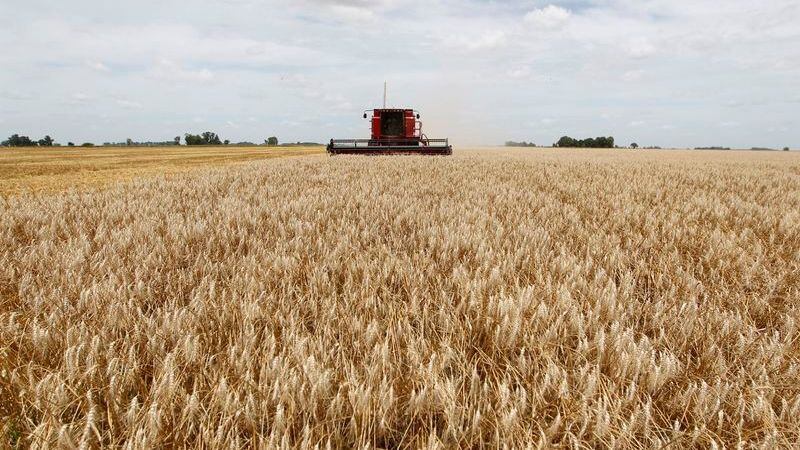 Una cosechadora recolecta trigo en un campo en General Belgrano, 160 km al oeste de Buenos Aires (REUTERS/Enrique Marcarian)
