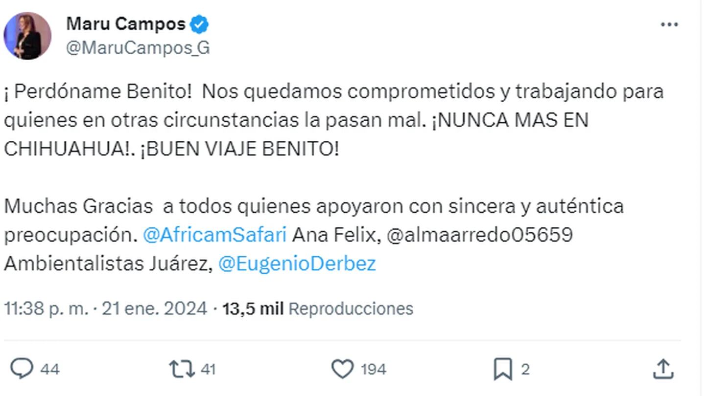 Traslado de la jirafa Benito minuto a minuto: gobernadora Maru Campos le  pide perdón al ejemplar - Infobae