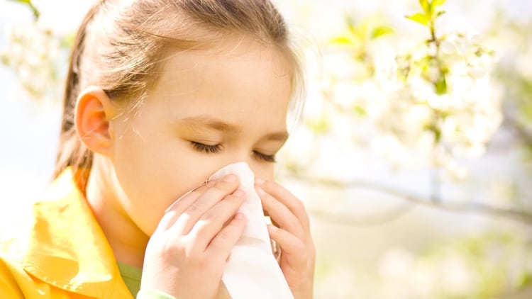 Los alérgenos más comunes que producen estas reacciones son polvo, polen, moho, pelo de animales, plumas de aves y perfumes (Shutterstock)